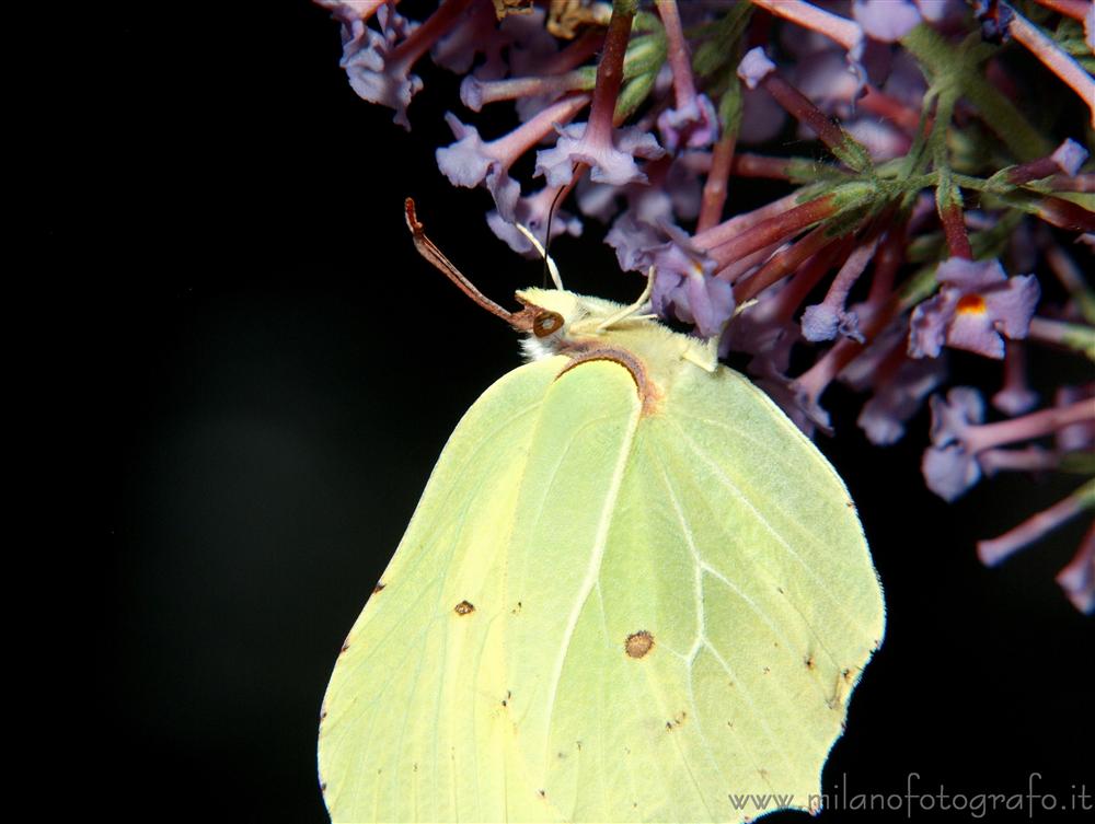 Cadrezzate (Varese) - Gonepteryx rhamni